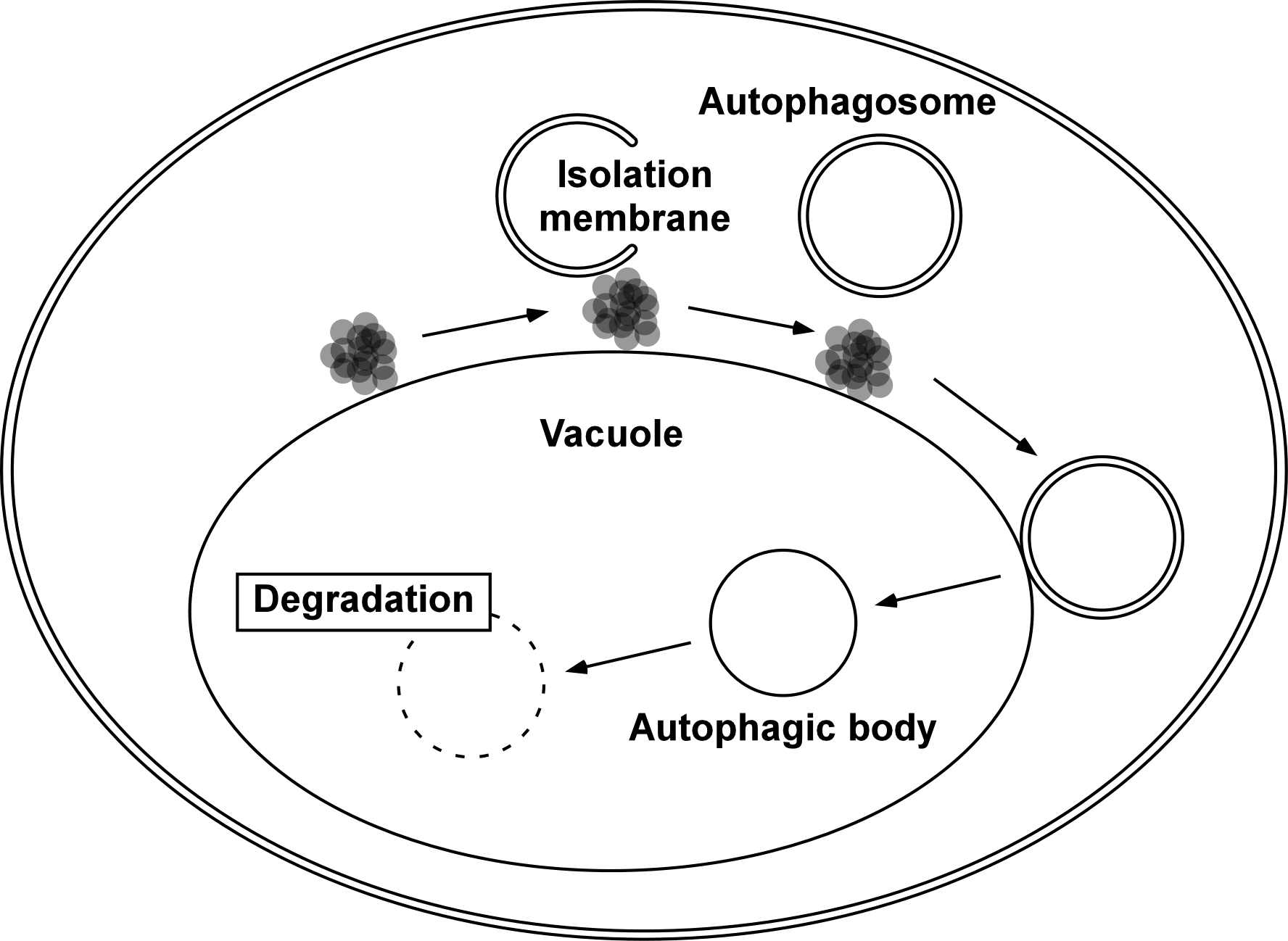 Fig1